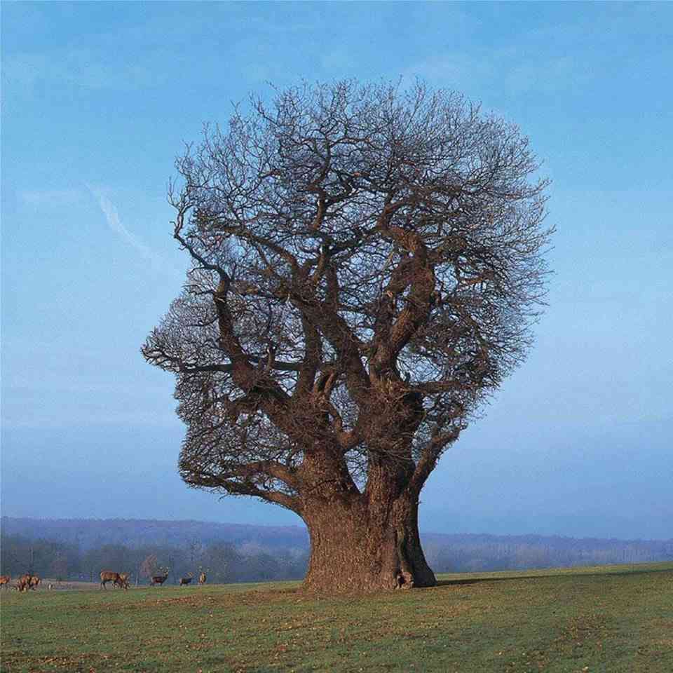 Seeing the forest for the trees