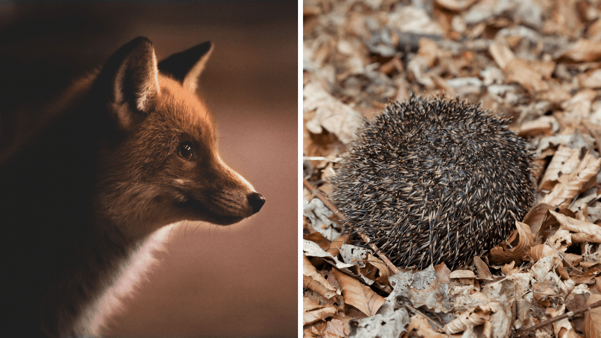 Foxes and hedgehogs